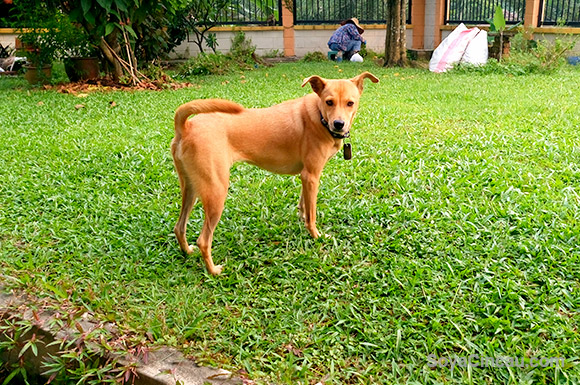 151127-Sony-Xperia-M5-Dual-Review-19-Camera-Rear-02