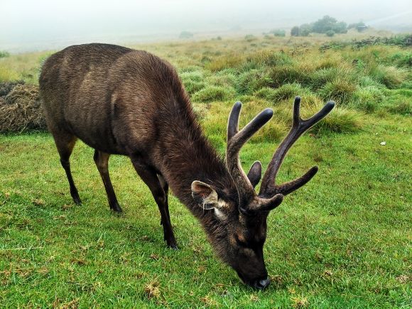 160113-xiaomi-redmi-3-sample-photo-3-resized